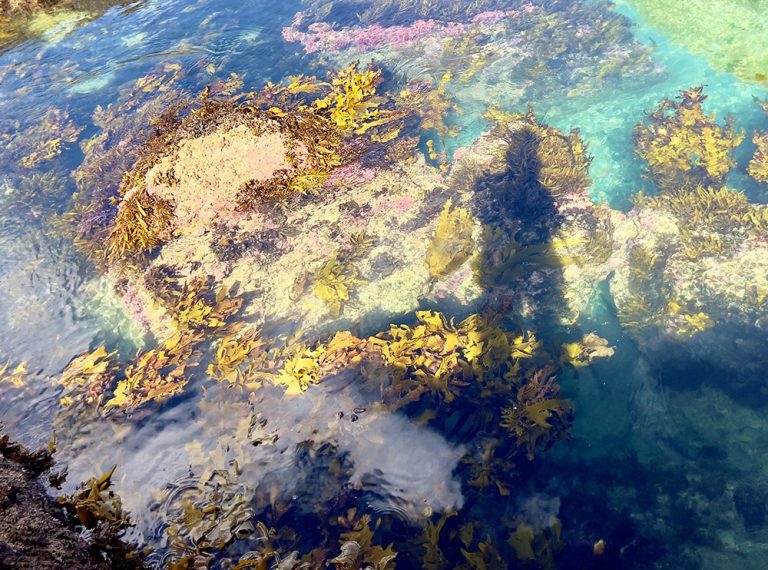  'Multibeing Rockpool', Fieldwork series: Multibeing Ocean Relations. Yaegl Country NSW 