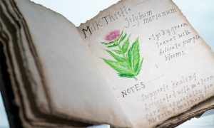 Milk Thistle: Painting of a milk thistle plant, traditionally used to aid and heal mothers.